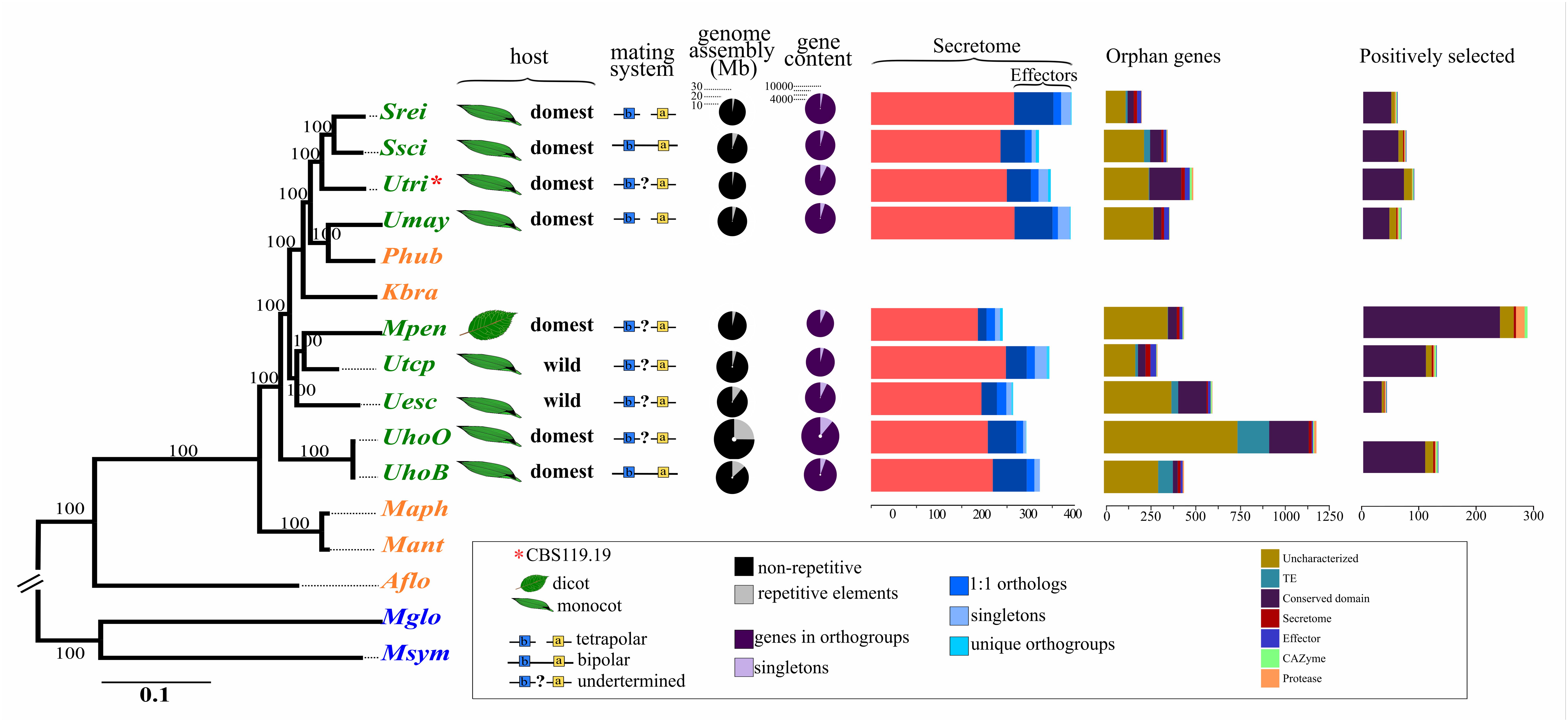 Comparative Genomics of Smut Pathogens: Insights From Orphans and Positively Selected Genes Into Host Specialization