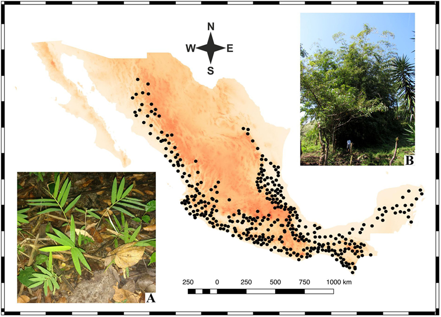 Figure 1 - Map of Mexico, with black circles showing the sites where a least one species of native bamboo has been collected.