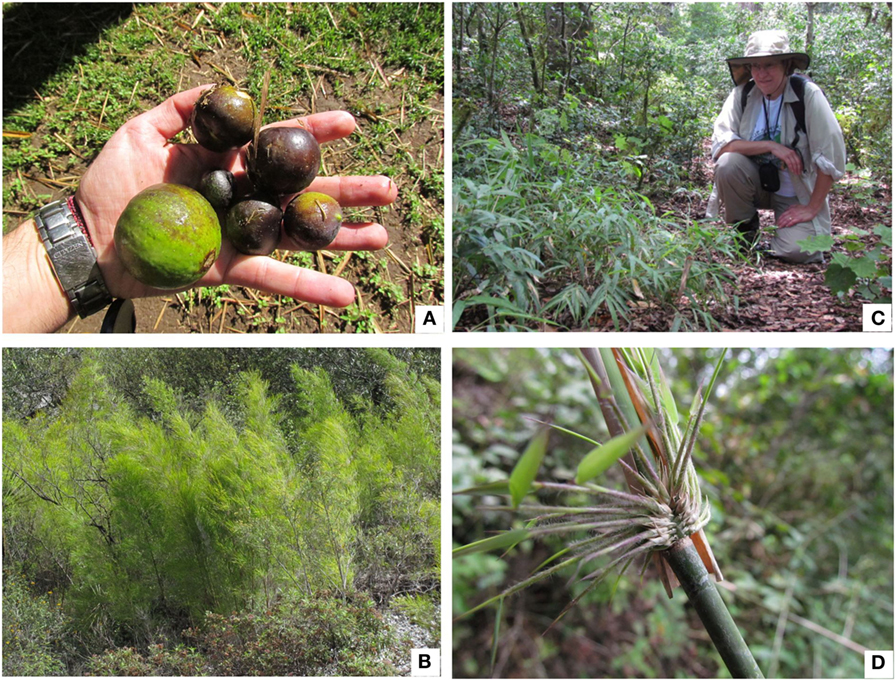 Figure 2 - Four native Mexican bamboo species.