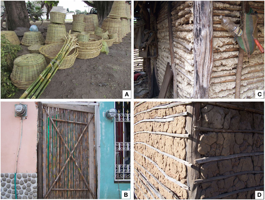 Figure 3 - Some uses of Mexican bamboo species.