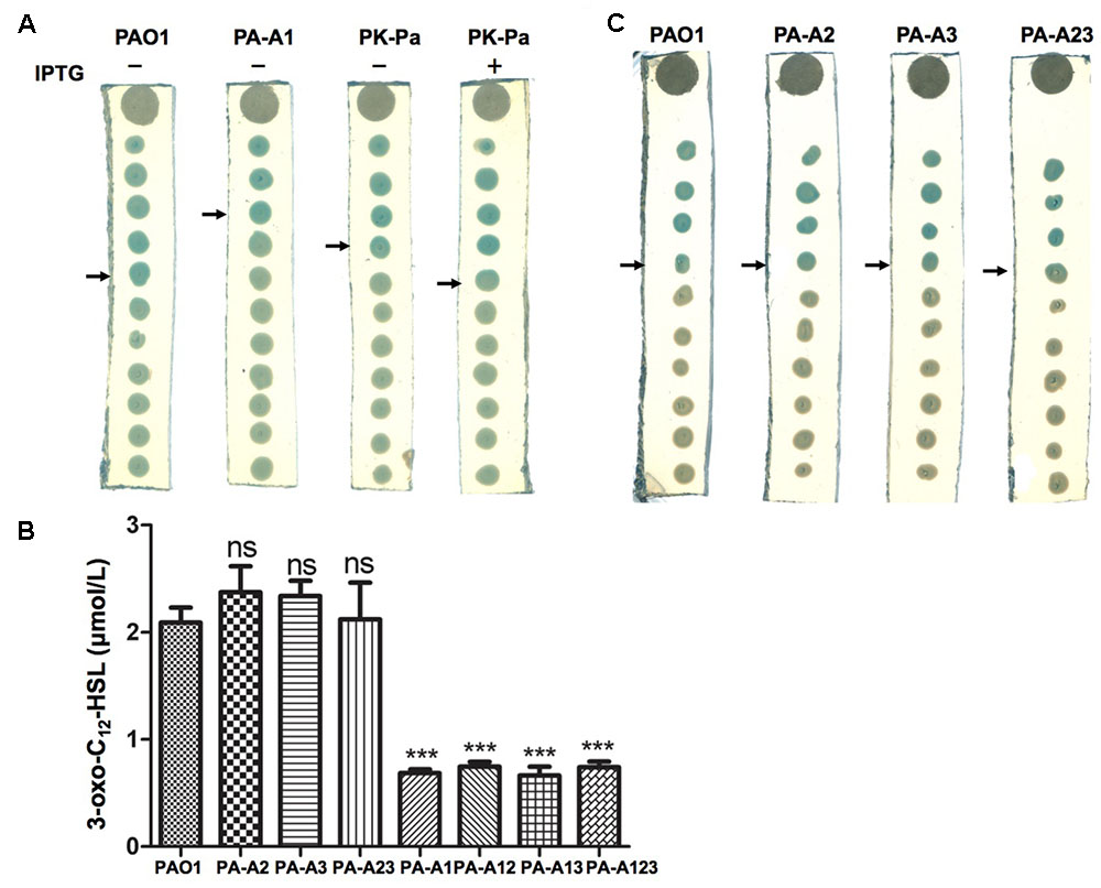 Frontiers | Only Acyl Carrier Protein 1 (AcpP1) Functions in