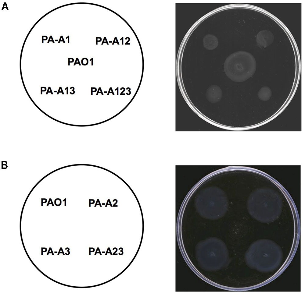 Frontiers | Only Acyl Carrier Protein 1 (AcpP1) Functions in