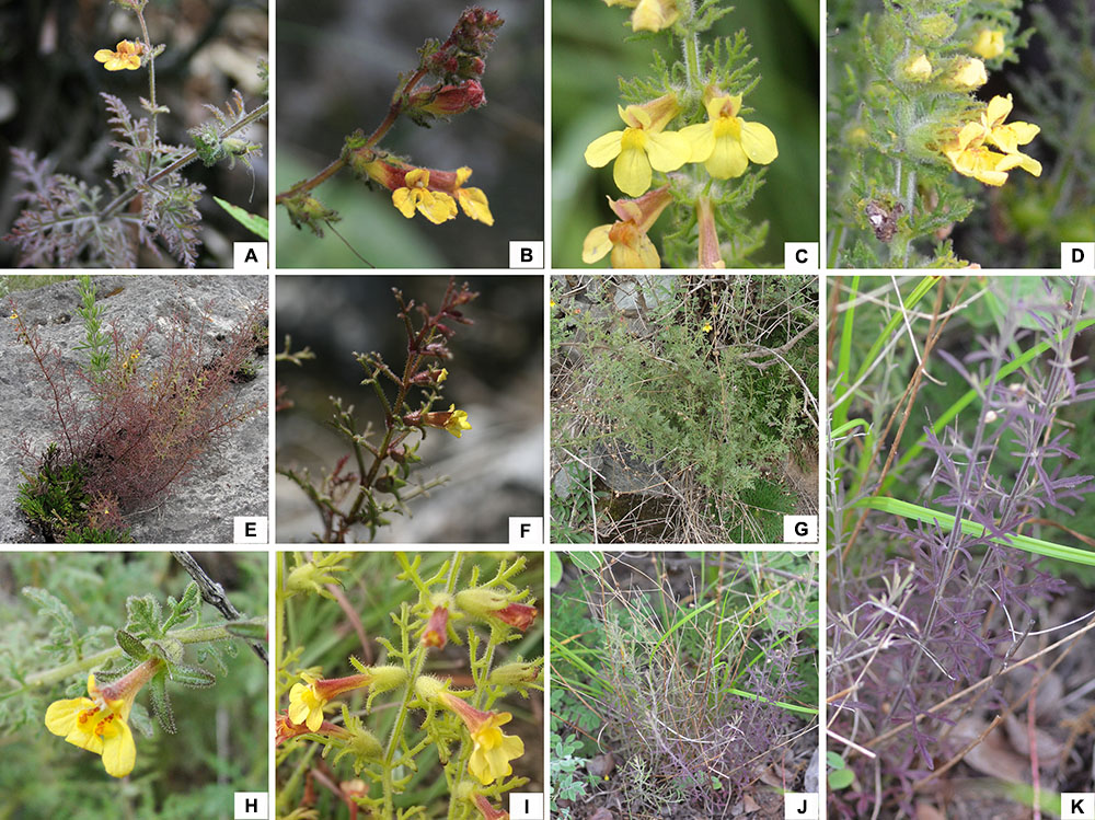 Neighbor-net analysis of Pedicularis section Cyathophora using nrITS