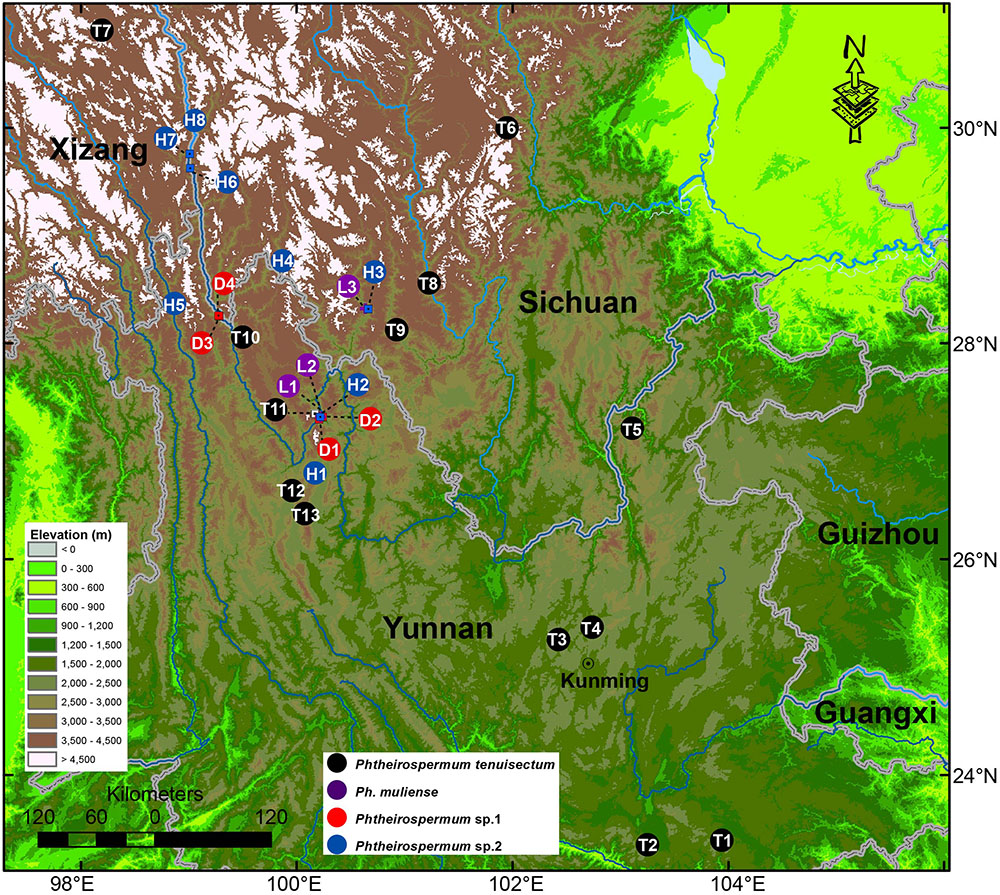 Neighbor-net analysis of Pedicularis section Cyathophora using nrITS