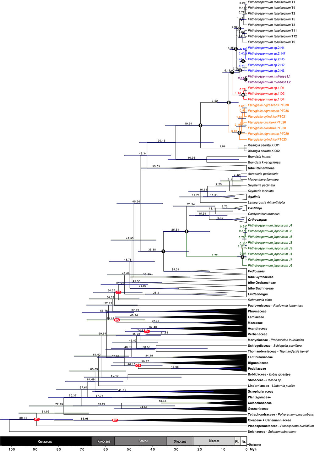 Neighbor-net analysis of Pedicularis section Cyathophora using nrITS