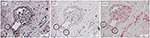 www.frontiersin.org