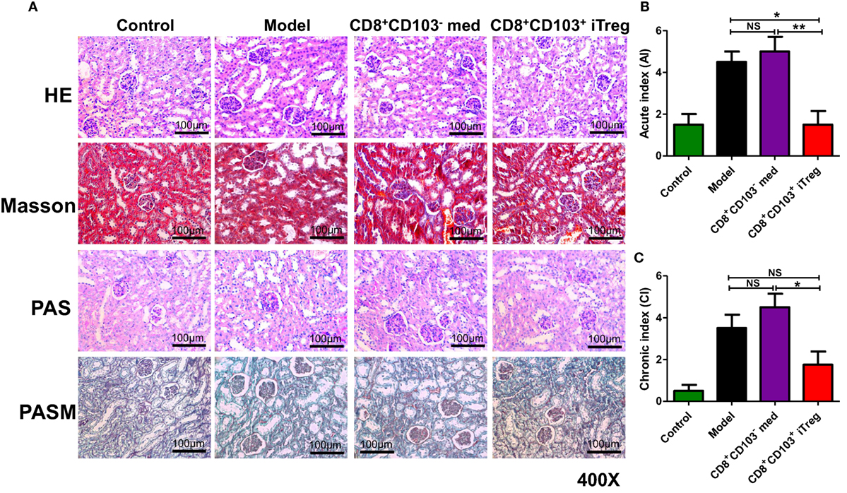 Frontiers | TGF-β-Induced CD8+CD103+ Regulatory T Cells Show
