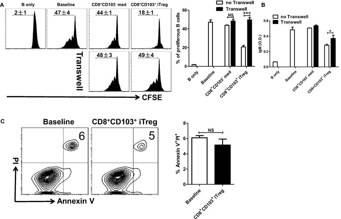 Frontiers | TGF-β-Induced CD8+CD103+ Regulatory T Cells Show