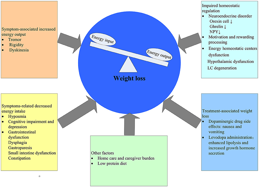 Frontiers Weight Loss And Malnutrition In Patients With