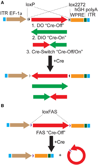 Frontiers | Novel recombinant adeno-associated viruses for Cre