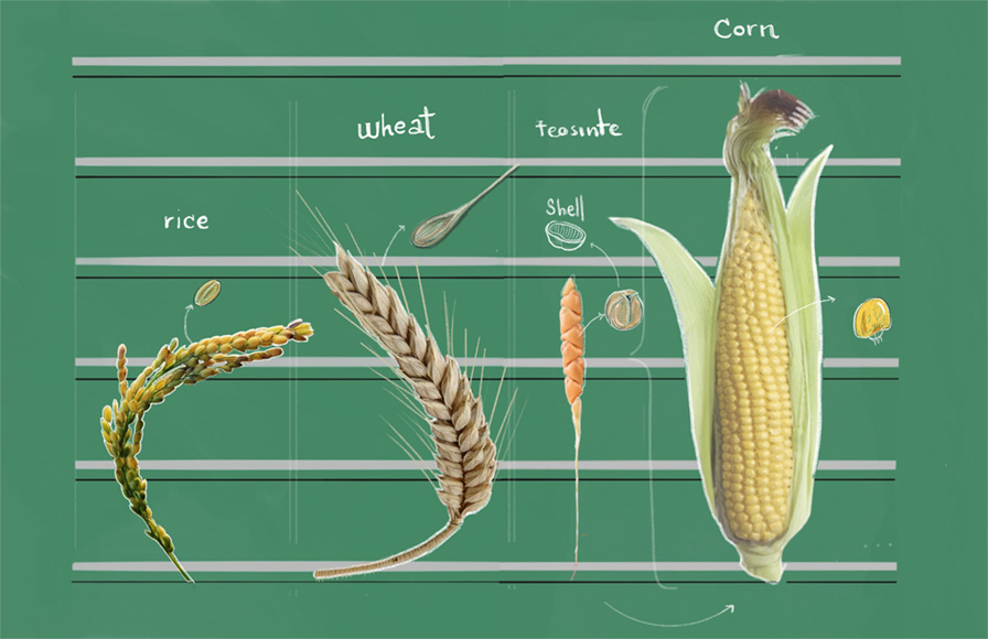 شكل 1 - في هذا الشكل، يمكنك رؤية مقارنة بين سنابل كل من الأرز، والقمح، والذرة الريانية، والذرة.