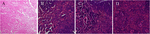 www.frontiersin.org