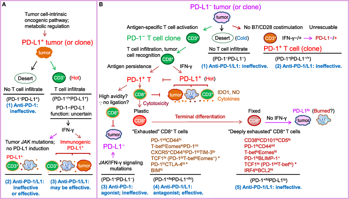 Frontiers | PD-1/PD-L1 Blockade: Have We Found the Key to Unleash the  Antitumor Immune Response?