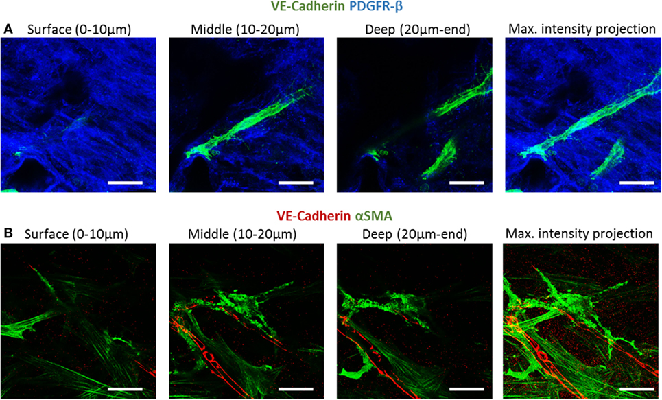 Frontiers  Localization of Engineered Vasculature within 3D