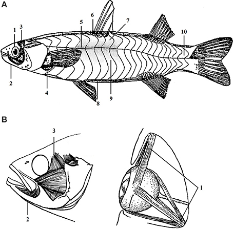 Tissue-like cultured fish fillets through a synthetic food