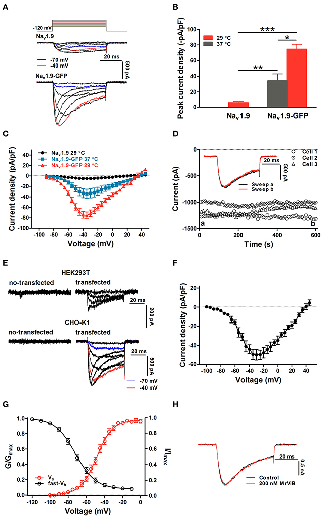 大人女性の Frontiers | Electrophysiological and Pharmacological テーブル・チェア・ハンモック