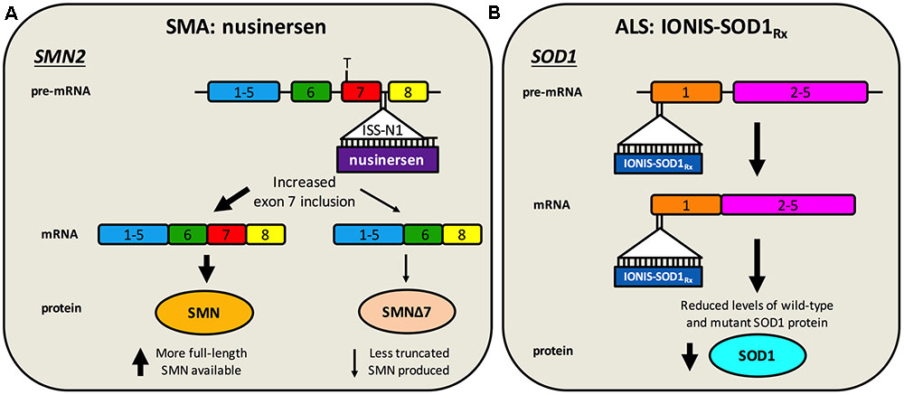 SMA: SMN Restoration Is Key.