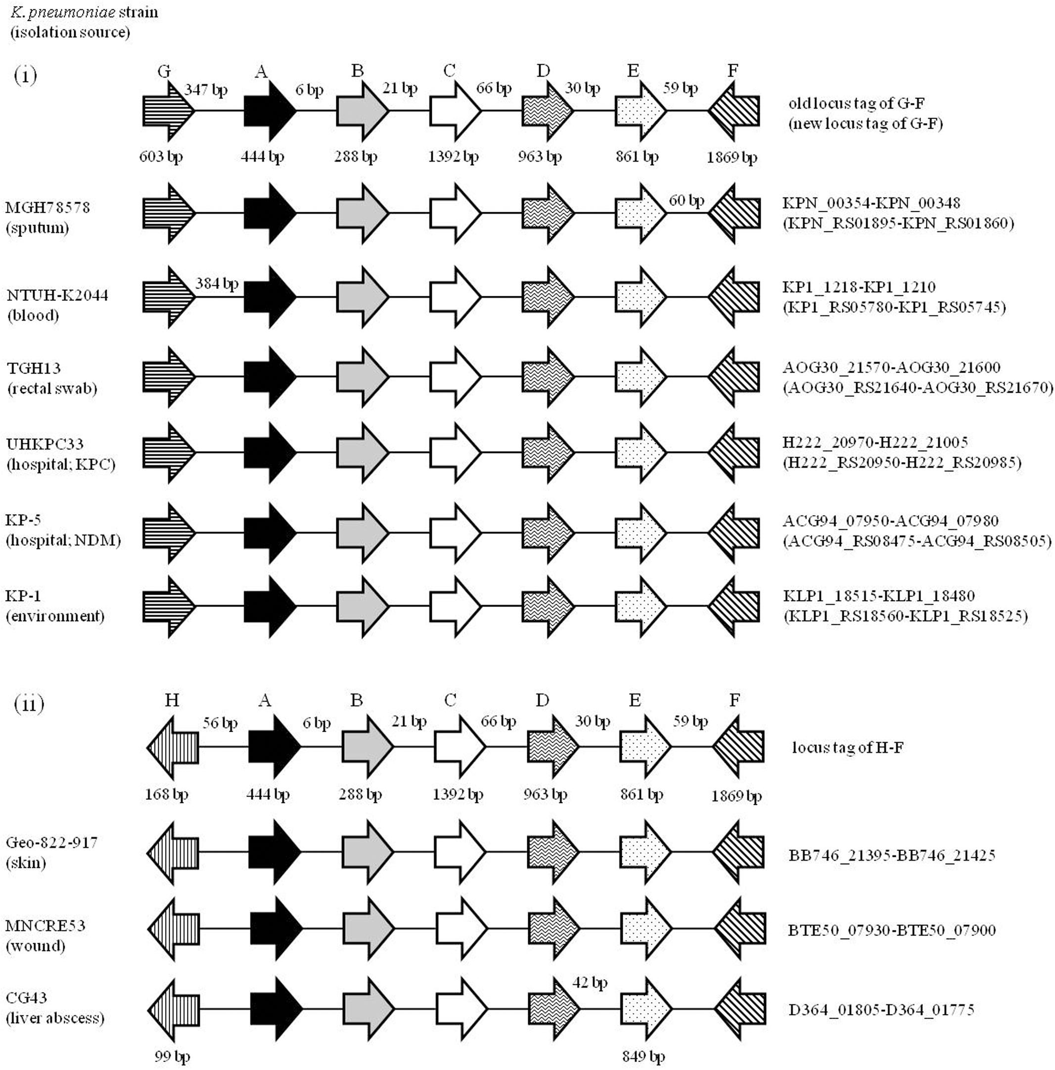 Frontiers | The Negative Effects of KPN00353 on Glycerol
