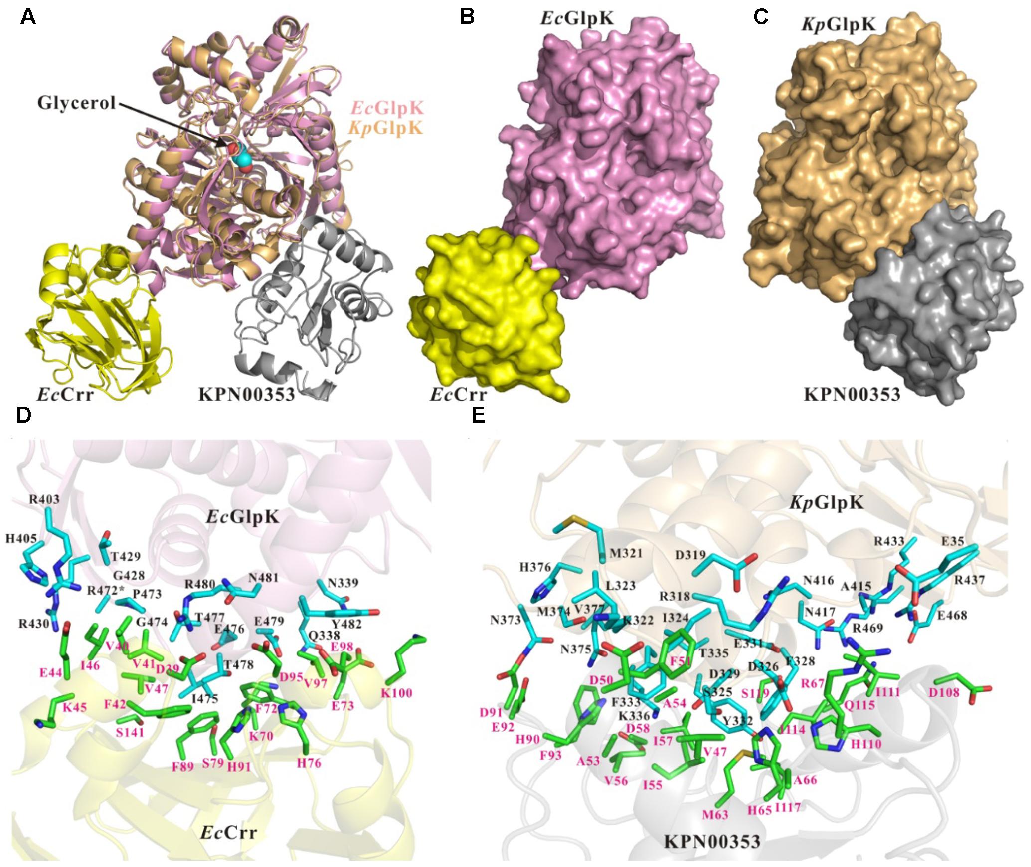 Frontiers | The Negative Effects of KPN00353 on Glycerol