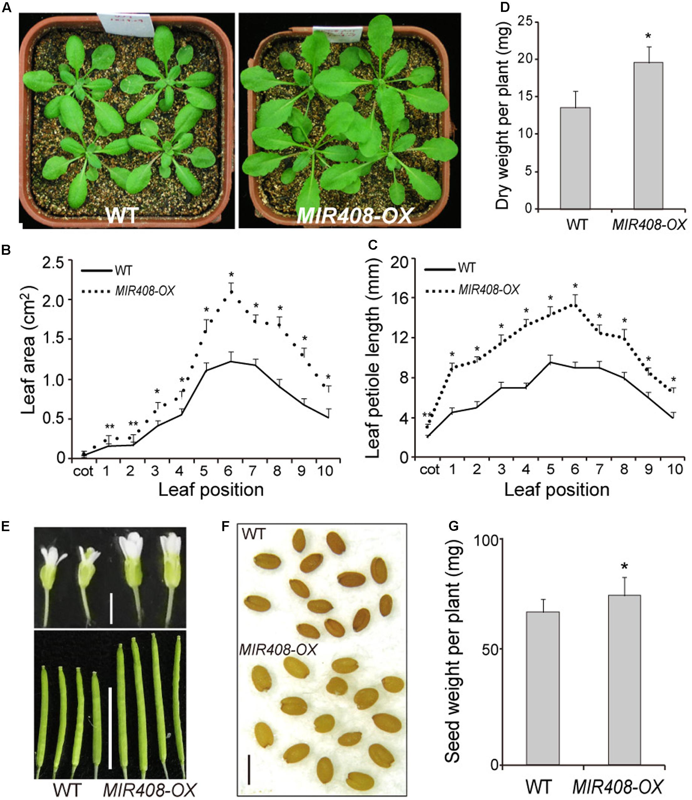 Frontiers | Constitutive Expression of miR408 Improves Biomass and Seed Yield in Arabidopsis Frontiers | Constitutive Expression of miR408 Improves Biomass and Seed Yield in Arabidopsis