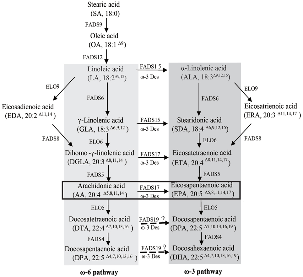 Frontiers | Application of a \u03c9-3 Desaturase with an Arachidonic Acid Preference to ...