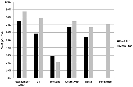 | Transmission and Toxigenic Potential of cholerae in Fish (Tenualosa ilisha) for Human Consumption in Bangladesh | Microbiology