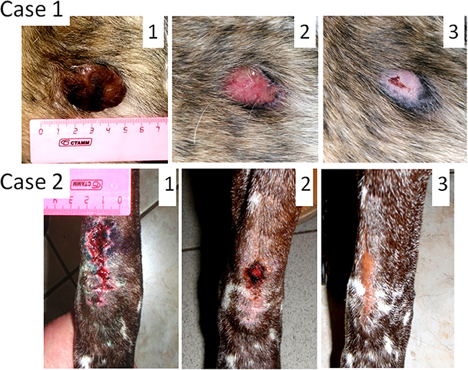 what is the life expectancy of a dog with a mast cell tumor