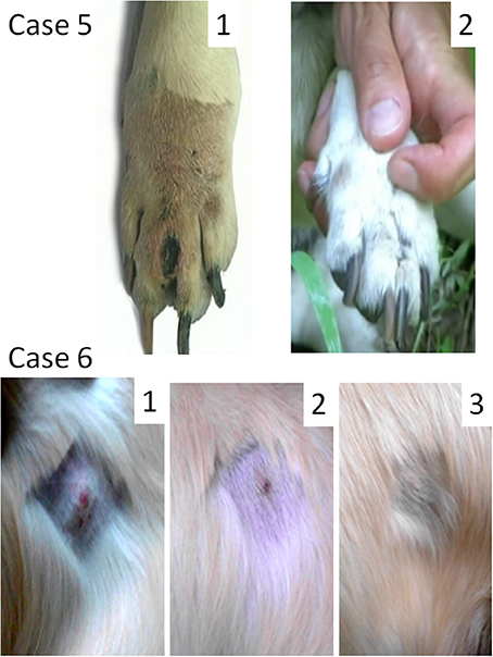 what is the life expectancy of a dog with a mast cell tumor