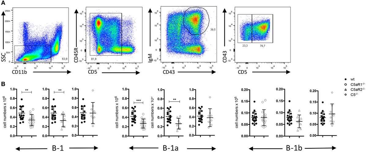 Frontiers A Novel Role For C5a In B 1 Cell Homeostasis Immunology