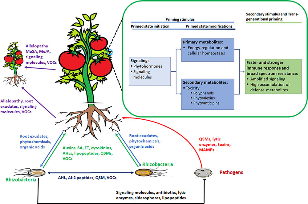 Frontiers The root signals in rhizospheric inter-organismal