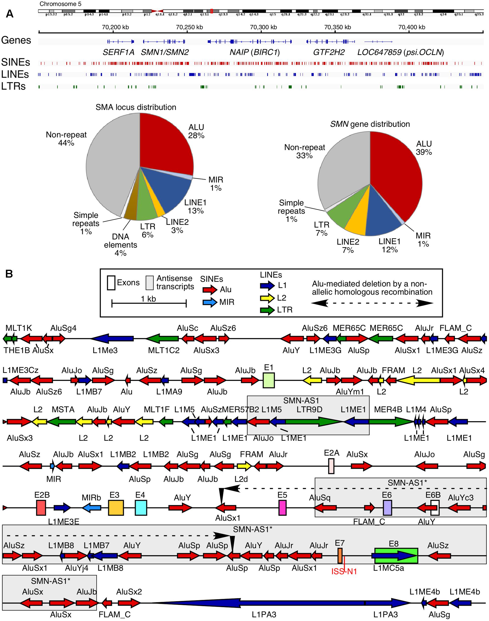 DNA sequence flanking the 6-kb deletion. Uppercase letter: sequence