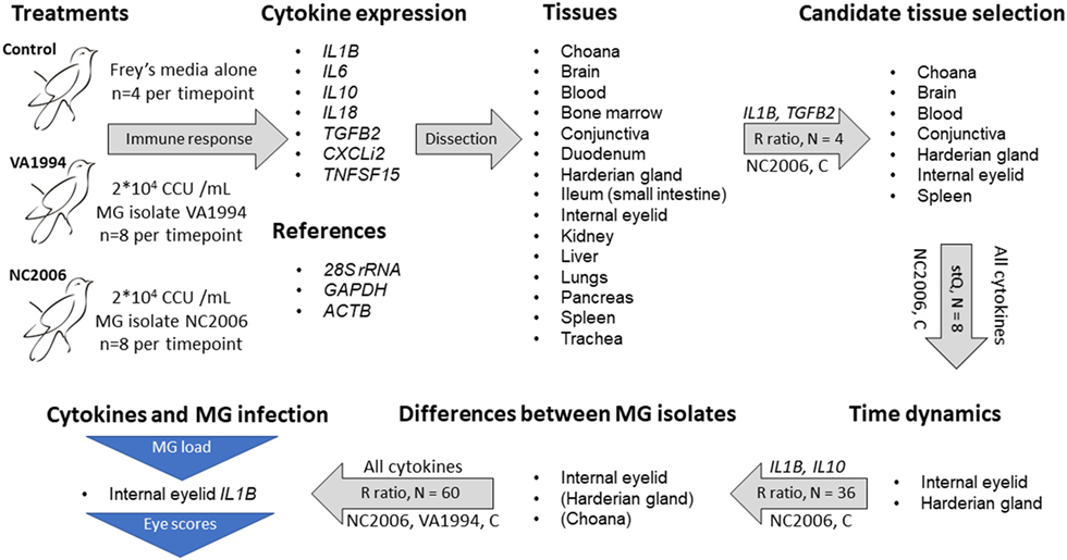 Cytokine Function Chart