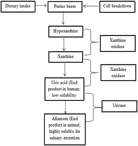Frontiers | Anti-gout Potential of Malaysian Medicinal Plants Frontiers | Anti-gout Potential of Malaysian Medicinal Plants