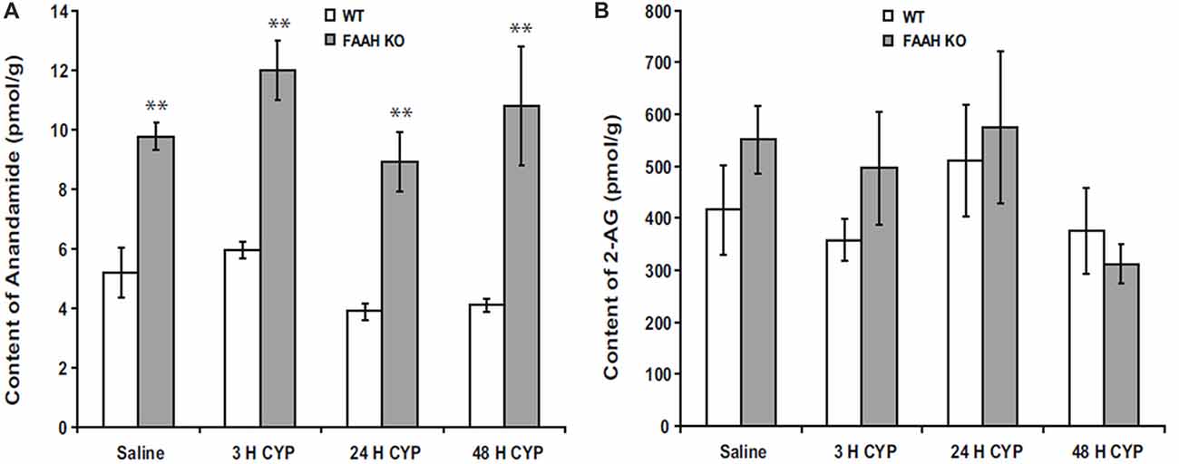 Frontiers | Potential Endocannabinoids to Control Bladder Pain | Frontiers in Systems Neuroscience