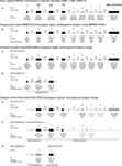 Frontiers | The Armadillo (Dasypus novemcinctus): A Witness but Not a ...