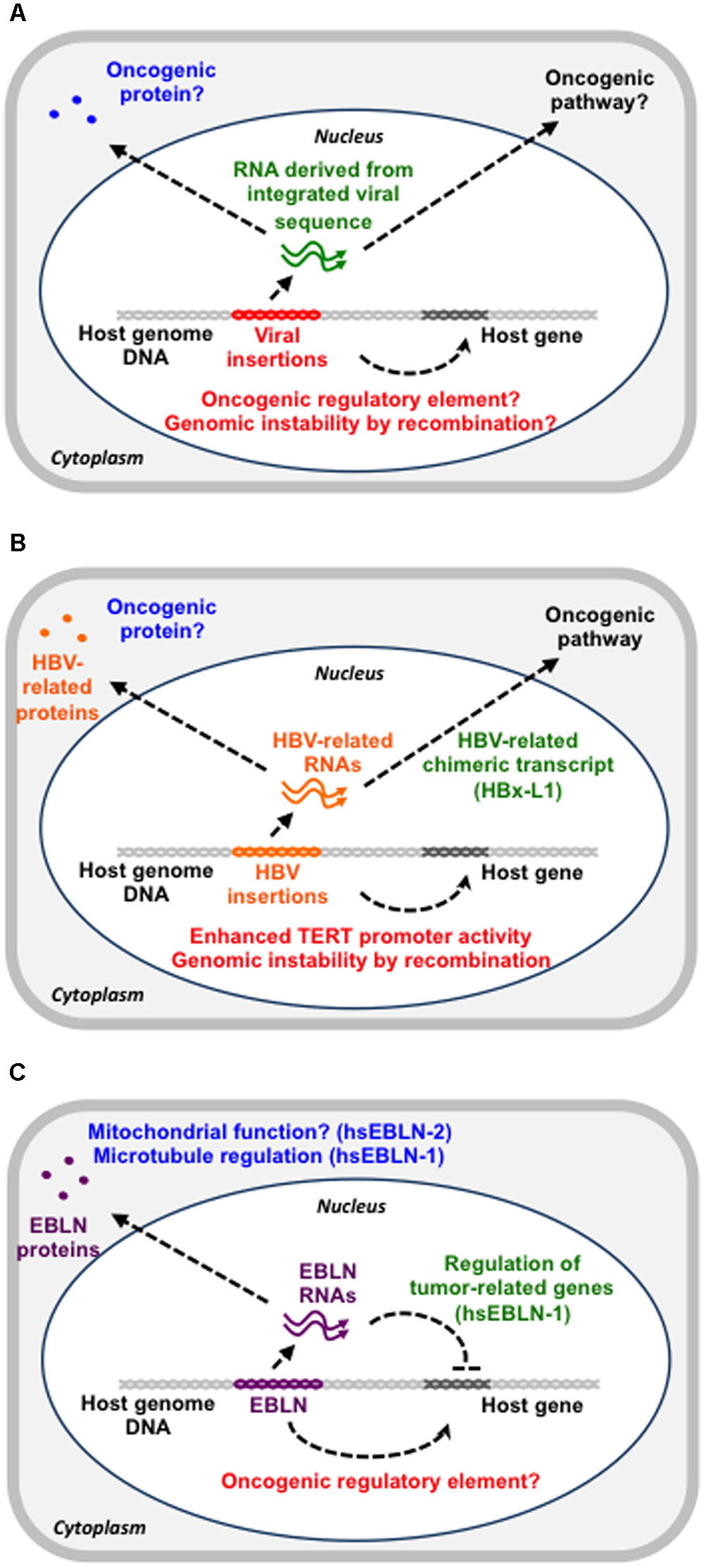 human papillomavirus retrovirus)