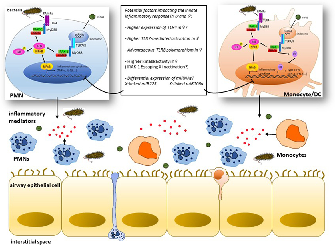 Frontiers Differential Susceptibility To Infectious