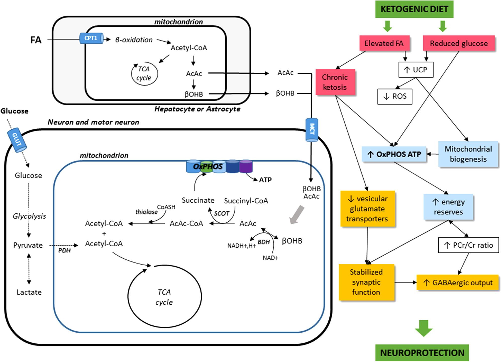 Frontiers | How Can a Ketogenic Diet Improve Motor Function?