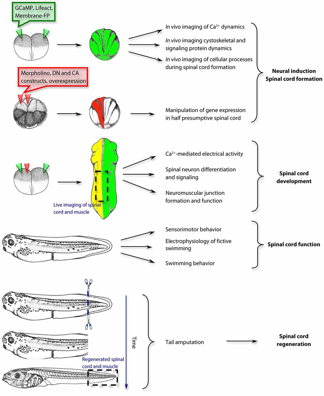 Frontiers | Xenopus laevis as a Model Organism for the Study of Spinal Cord  Formation, Development, Function and Regeneration