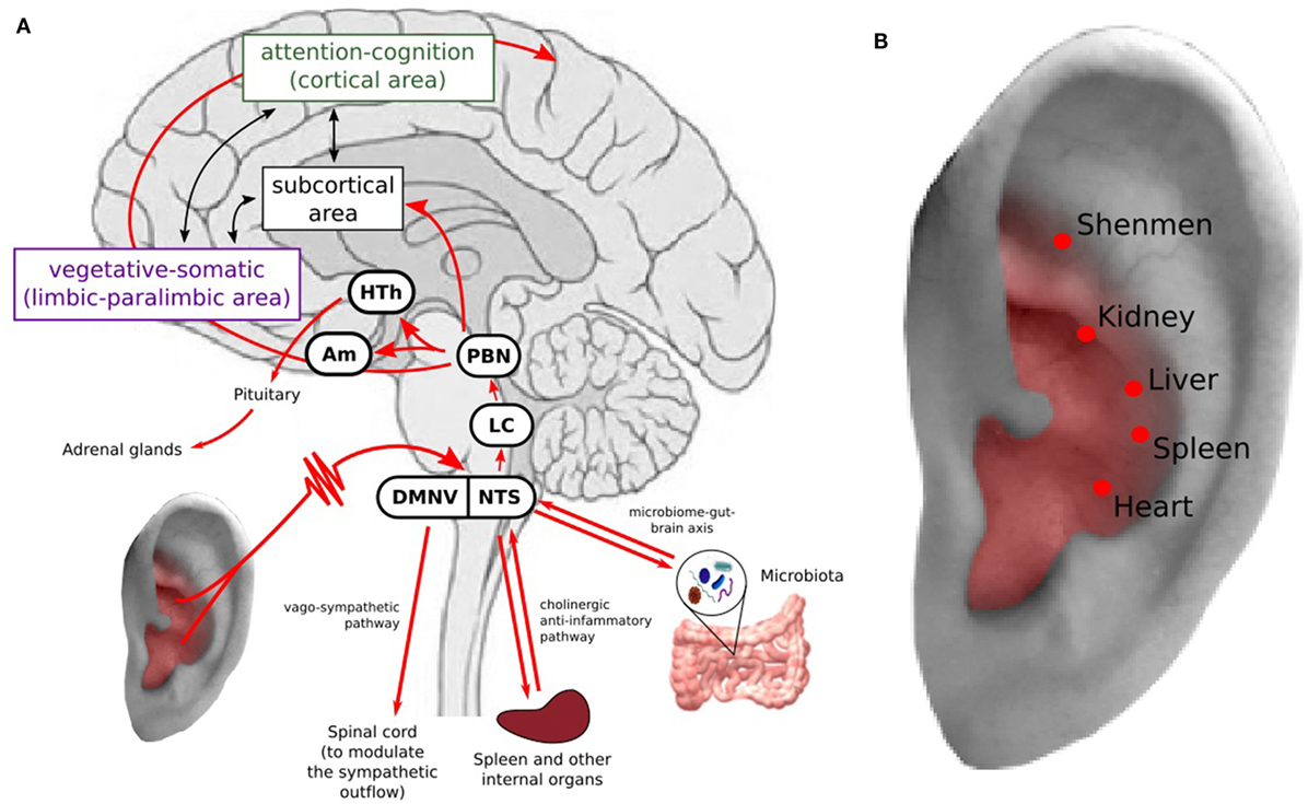 Frontiers | Treating Depression with Transcutaneous Auricular Vagus Nerve  Stimulation: State of the Art and Future Perspectives | Psychiatry