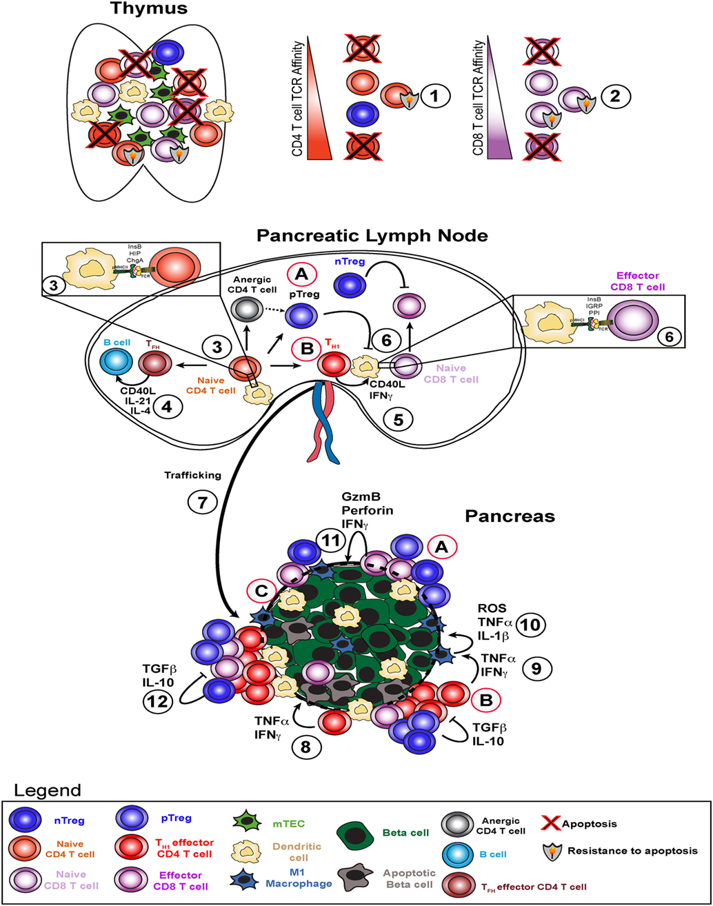 Frontiers T Cell Mediated Beta Cell Destruction Autoimmunity And Alloimmunity In The Context Of Type 1 Diabetes Endocrinology