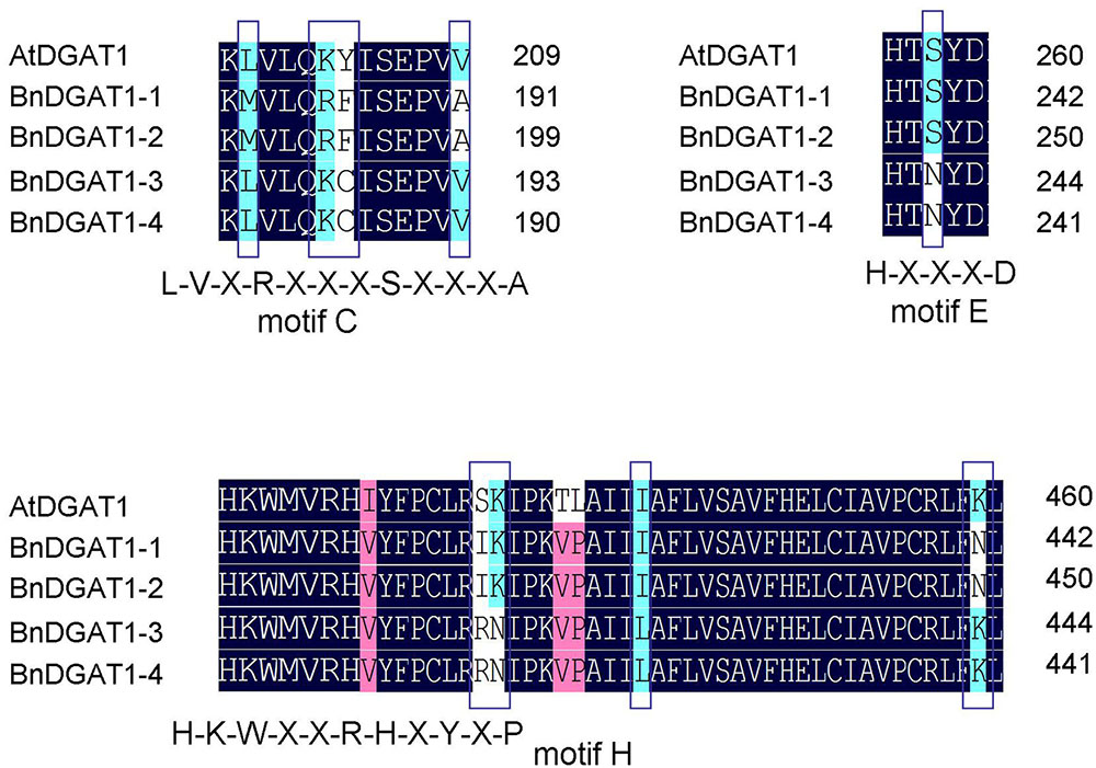 Frontiers Bndgat1s Function Similarly In Oil Deposition And Are Expressed With Uniform Patterns In Tissues Of Brassica Napus Plant Science