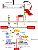 Frontiers | Identification of Basic Fibroblast Growth Factor as the ...