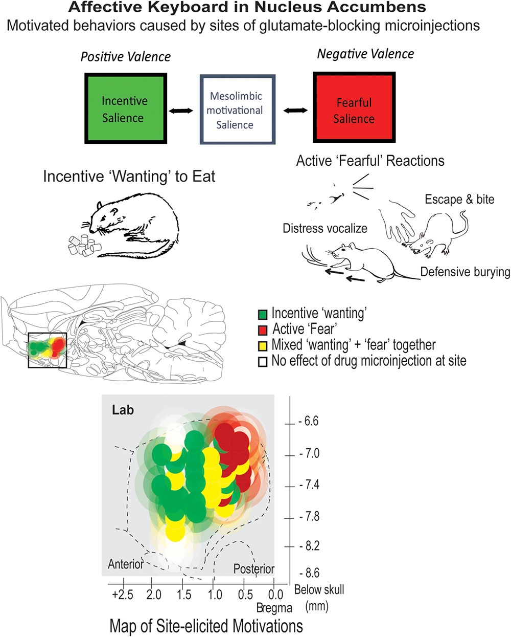 motivation and emotion psychology