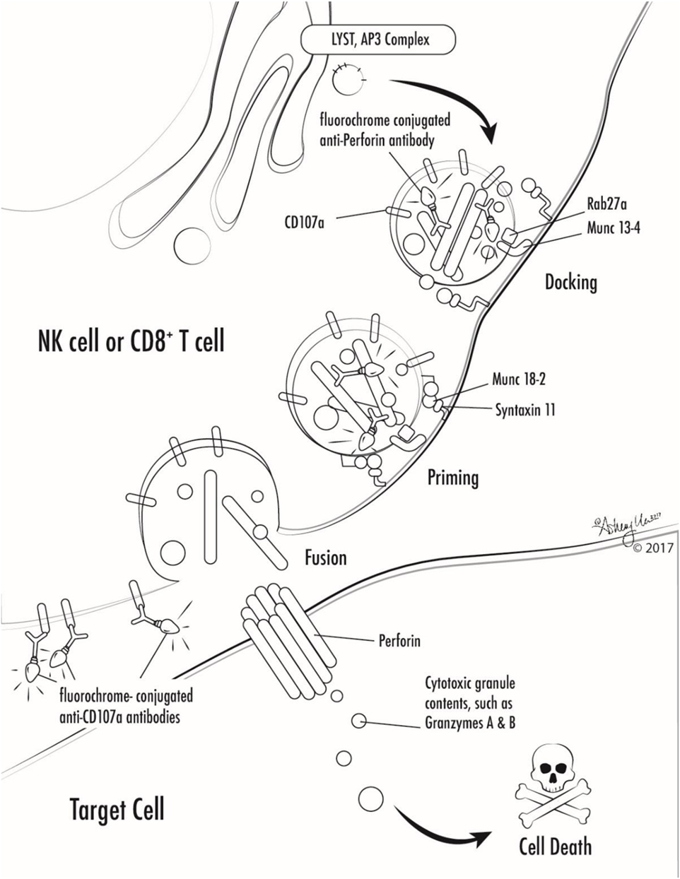 Frontiers | Epstein–Barr Virus and Hemophagocytic Lymphohistiocytosis