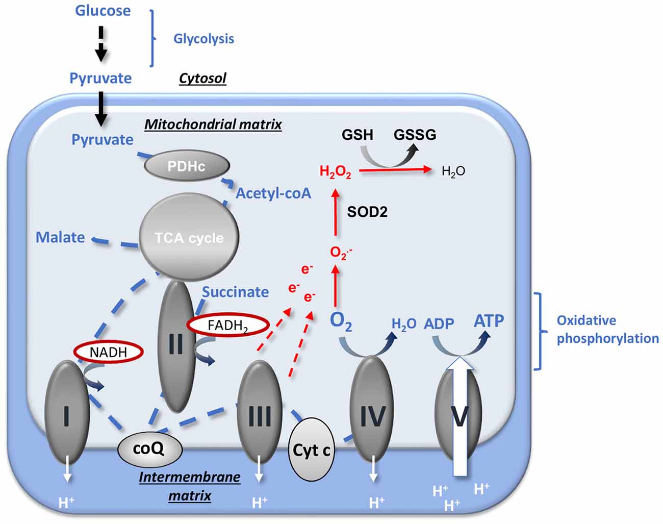 Estrogen Pathway Chart