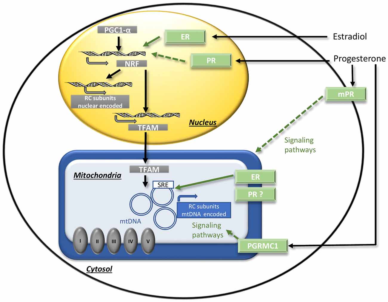 Estrogen Pathway Chart