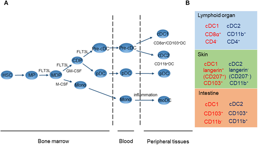 Frontiers Mechanisms Of Tolerance Induction By Dendritic Cells In Vivo Immunology