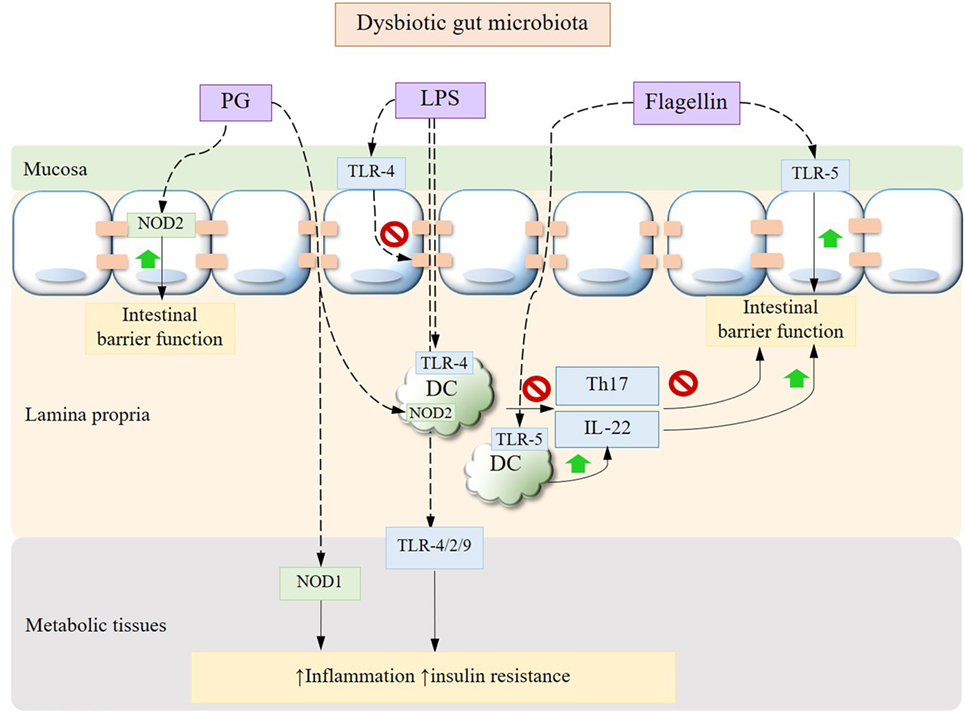 dysbiosis microbiota