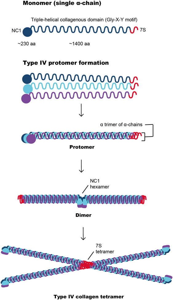 Frontiers Basement Membrane Defects, Basement Membrane Defects In Genetic Kidney Diseases